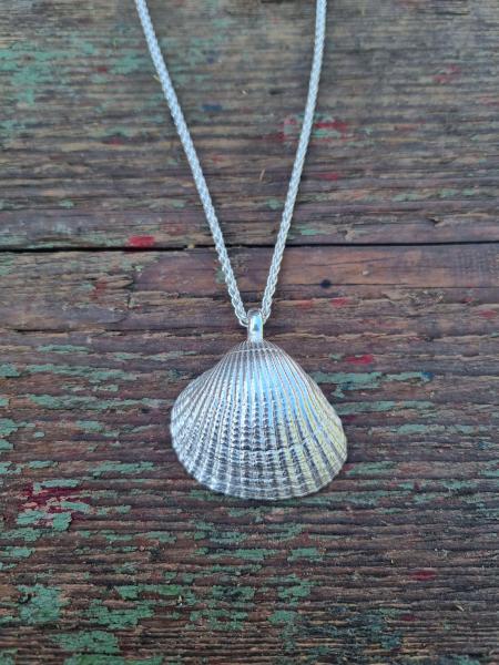 Herzmuschel - die „Große“